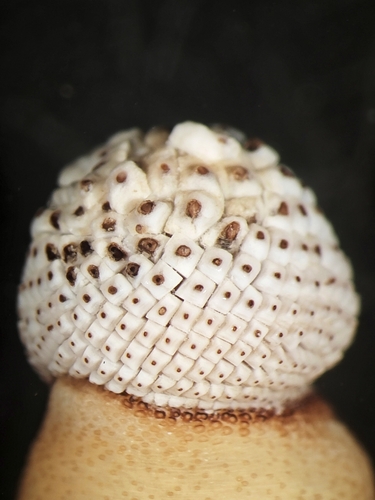 Cloeosiphon aspergillus observed 2022-08-19