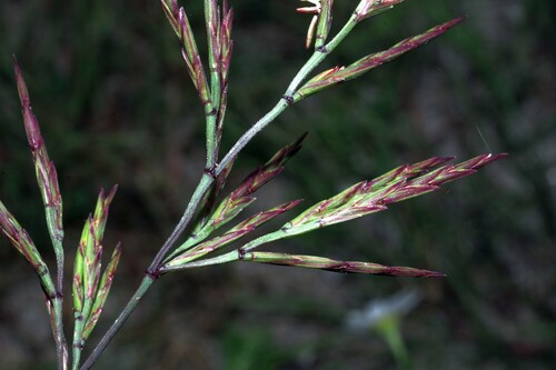 Cutandia divaricata