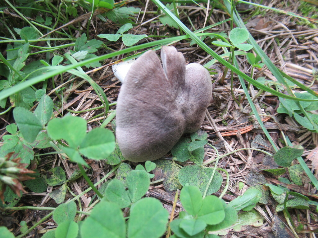 Tricholoma terreum · September 2025 · photo: © smsergey (iNaturalist, cc-by-nc)