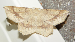 Euchlaena marginaria