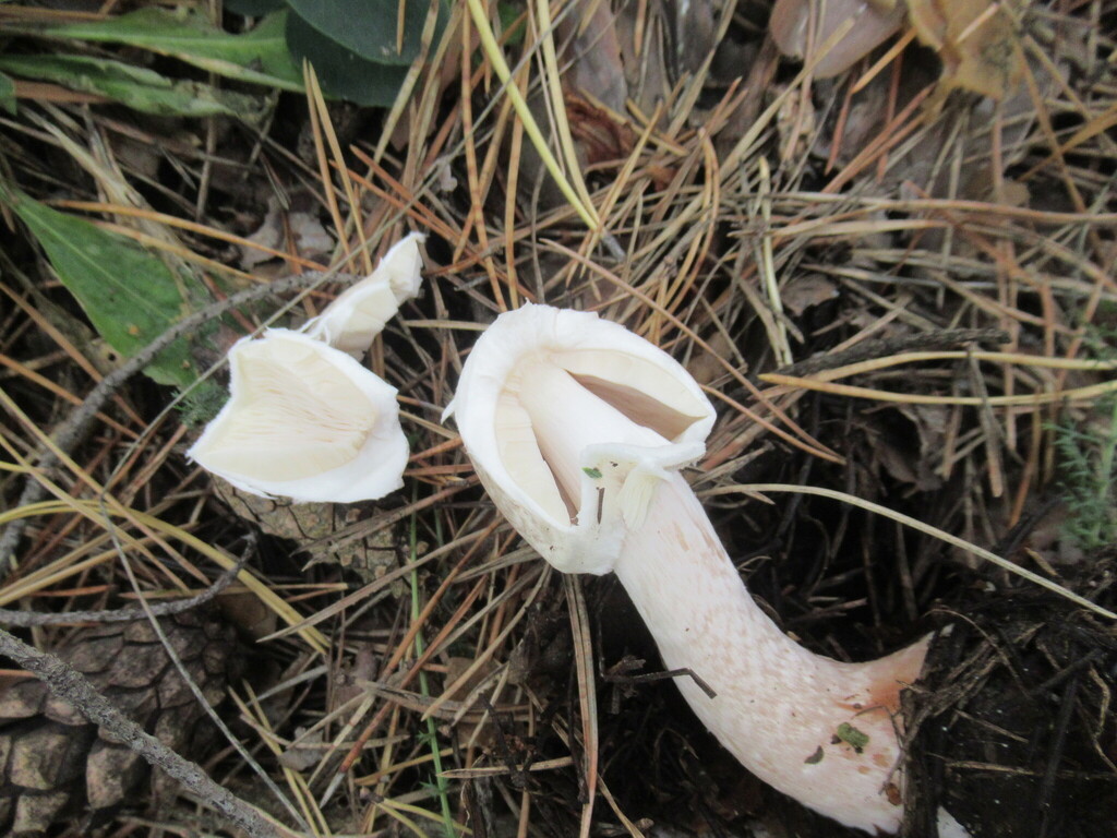 Agaricus sylvicola · September 2025 · photo: © smsergey (iNaturalist, cc-by-nc)