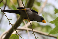 Scissirostrum dubium