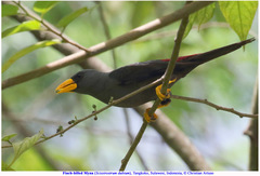 Scissirostrum dubium