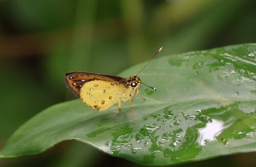 Common Forest Sylph