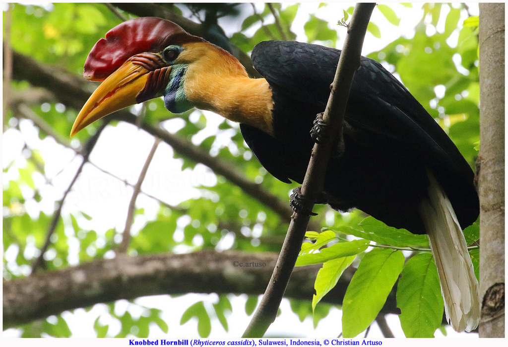 Knobbed Hornbill (Rhyticeros cassidix) photo