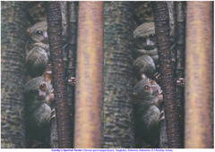Tarsius spectrumgurskyae