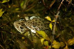 Lithobates areolatus circulosus