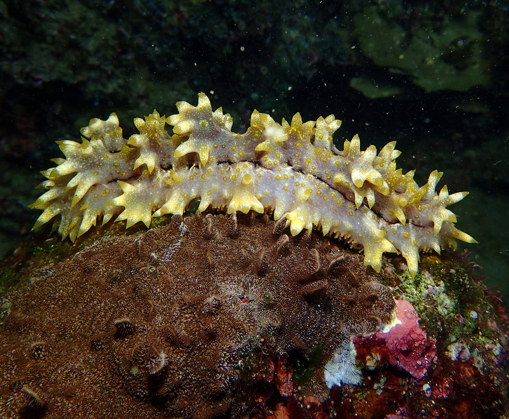 Photo of Prickly redfish (Thelenota ananas)
