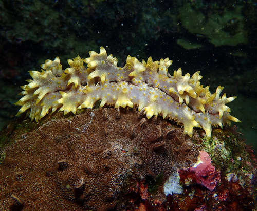 Photo of Prickly redfish (Thelenota ananas)