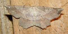 Euchlaena marginaria