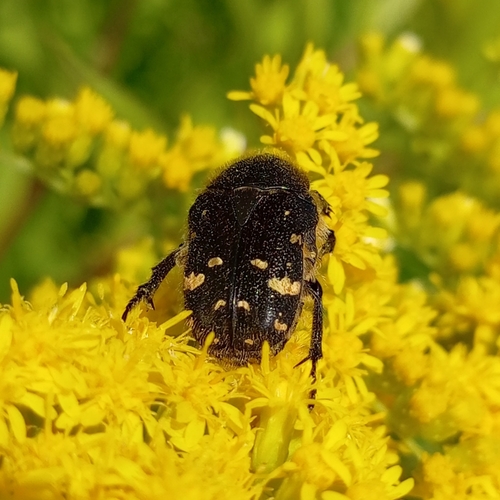 Blue Flower Chafer