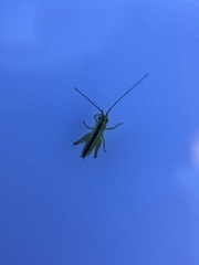 Conocephalus bilineatus