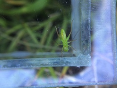 Conocephalus bilineatus