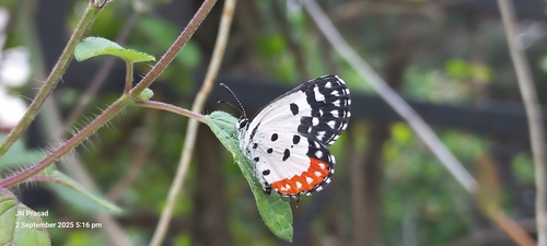 Photo of Red Pierrot (Talicada nyseus)