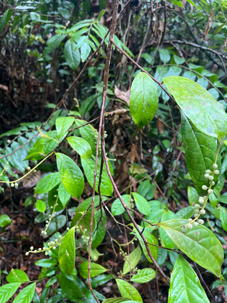 Antidesma montanum (Antidesma montanum)