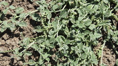 Heliotropium supinum