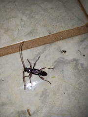 Ambonus interrogationis