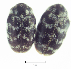 Anthrenocerus australis