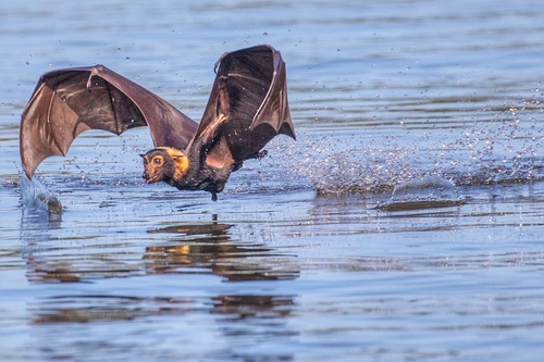 Spectacled Flying-fox, photo 2 of 8