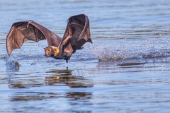 Spectacled Flying Fox photo 2