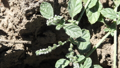 Heliotropium supinum