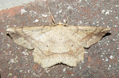 Euchlaena marginaria
