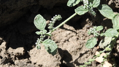 Heliotropium supinum