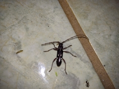 Ambonus interrogationis