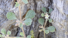 Glinus lotoides