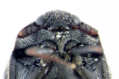 Anthrenocerus australis