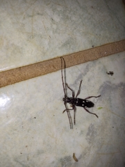 Ambonus interrogationis