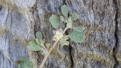 Glinus lotoides