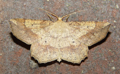 Euchlaena marginaria