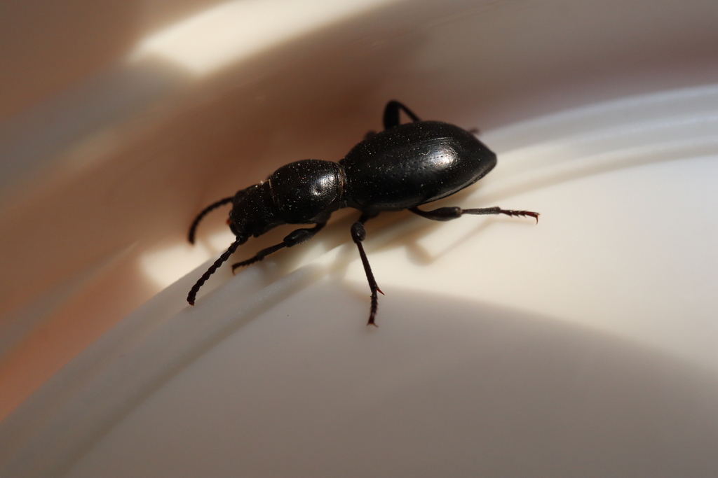 Mesostena puncticollis