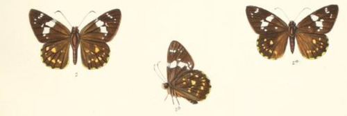 Double-spotted Flat
