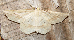 Euchlaena pectinaria