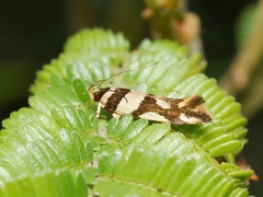 Macrobathra desmotoma