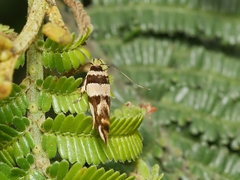 Macrobathra desmotoma
