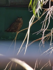 Bubo