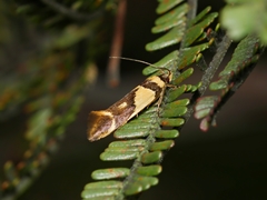Macrobathra chrysotoxa