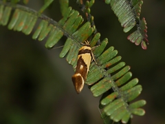 Macrobathra chrysotoxa