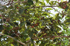 Metopium brownei