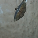 Zurobata vacillans