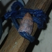 Noctuidae