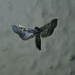 Hydriris