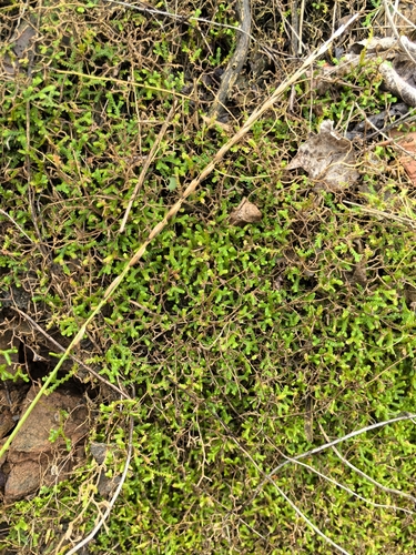 Selaginella sinensis