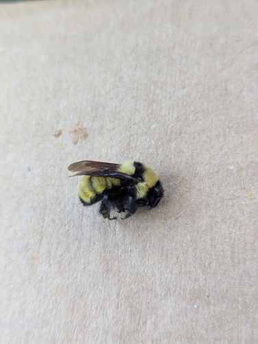 Golden Northern Bumble Bee