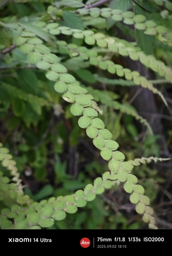Phyllodium pulchellum iNat (2)