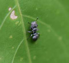 Cephalotes basalis