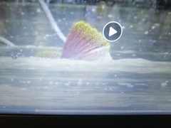 Epinephelus lanceolatus